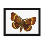 Bombyx quercus male post card