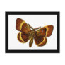 Bombyx quercus male post card