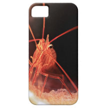 Bonaire Peppermint Shrimp iPhone 5 Cases