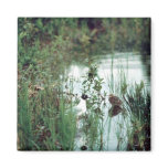 Bonapartes Gull & Chick Refrigerator Magnet