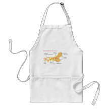 Bone Cross Section Diagram Aprons