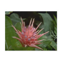 Boney Flowers Post Card