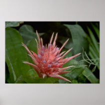 Boney Flowers Print