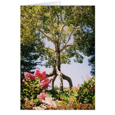 Bonfonte Gardens  Card by aestheticchaos