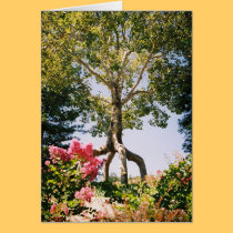 Bonfonte Gardens  cards