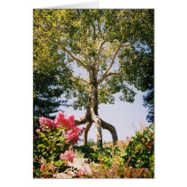 Bonfonte Gardens  Card