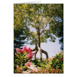 Bonfonte Gardens  cards