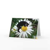 Bongo Daisy Card