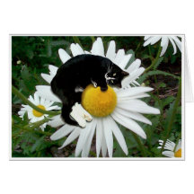 Bongo Daisy Card