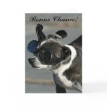 Bonne chance Good luck chihuahua gtreeting card