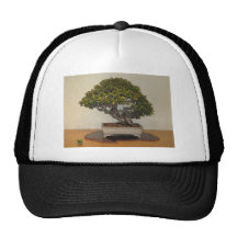 Bonsai at National Arboretum, Washington D.C. Hat