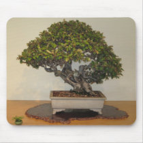 Bonsai at National Arboretum, Washington D.C. Mousepad