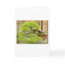 Bonsai/Chinese Potted Landscape
