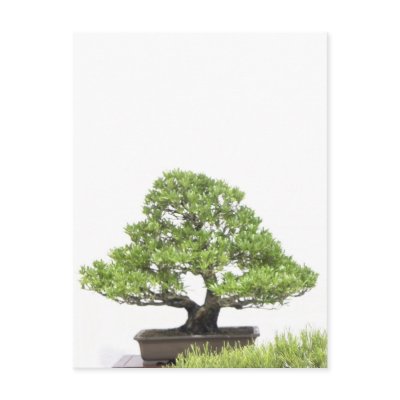 Bonsai Greetings/Invitation Postcard by riverme