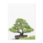 Bonsai Greetings/Invitation Postcard
