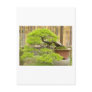 Bonsai Greetings/Invitation Postcard