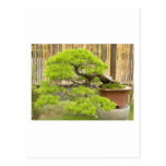 Bonsai Greetings/Invitation Postcard