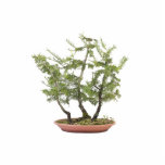 Bonsai Photo 2 Cut Outs