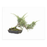 Bonsai photo 4 postcard