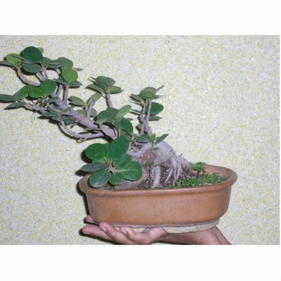 bonsai photo sculpture by shaillajakk