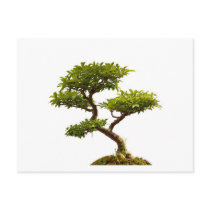 Bonsai plant postcard