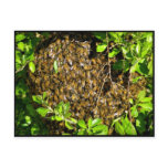 "BOO-BEE"...wrong kind God :) postcards