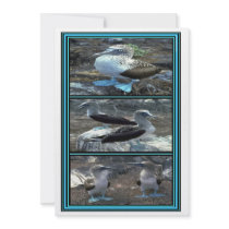 Booby Birds Invitation