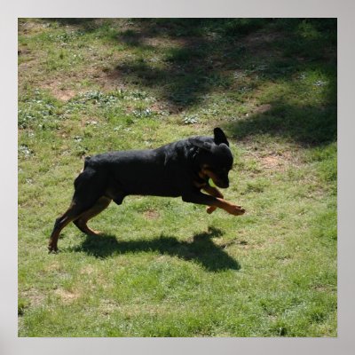 Boomer with the Ball Posters by Sholcroft
