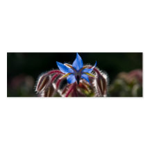 Borage Business Card Templates