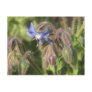 Borago officinalis flowers post cards