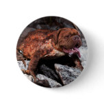 Bordeaux frog buttons