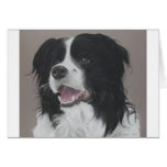 Border Collie 3 Card