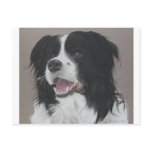 Border Collie 3 Post Cards