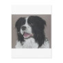 Border Collie 3 Postcard
