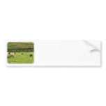 Border Collie 8M051D-10 Bumper Sticker