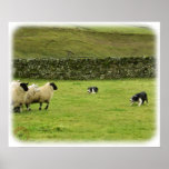 Border Collie 8M051D-10 posters
