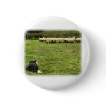 Border Collie 8M051D-25 Pinback Buttons