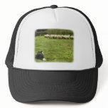 Border Collie 8M051D-25 Hat