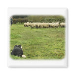 Border Collie 8M051D-25 Fridge Magnets