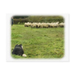 Border Collie 8M051D-25 Post Cards