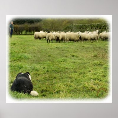 Border Collie 8M051D-25 Poster by TraffordPhotos