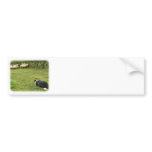 Border Collie 8M052D-05 Bumper Stickers