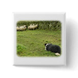 Border Collie 8M052D-05 Pinback Buttons