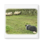 Border Collie 8M052D-05 Refrigerator Magnet
