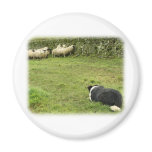 Border Collie 8M052D-05 Magnet