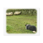 Border Collie 8M052D-05 Post Card