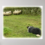 Border Collie 8M052D-05 Print