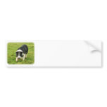 Border Collie 8M054D-05 Bumper Sticker