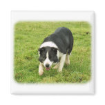 Border Collie 8M054D-05 Fridge Magnet