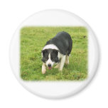 Border Collie 8M054D-05 Fridge Magnet